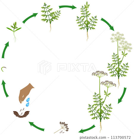 Life cycle of regular cumin plant on a white background. Life cycle of regular cumin plant on a white background. 113700572