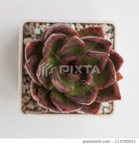 Echeveria Black Rose succulent houseplant on white background, top view Echeveria Black Rose succulent houseplant on white background, top view 113700652