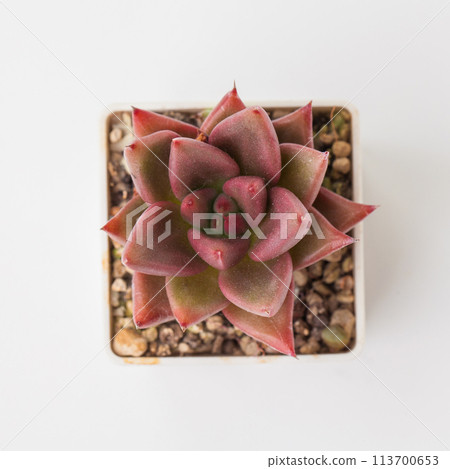 Red Echeveria Agavoides Succulent rosette, top view Red Echeveria Agavoides Succulent rosette, top view 113700653