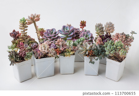 Colorful vivid natural succulent flowers in white plastic pot. Sedum, crassula, echeveria Colorful vivid natural succulent flowers in white plastic pot. Sedum, crassula, echeveria 113700655