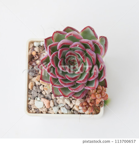 Succulent Echeveria puli-lindsayana houseplant in pot, top view 113700657