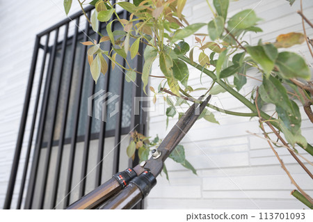 在花園裡砍樹的景觀技術員的手 在花園裡砍樹的景觀技術員的手 113701093