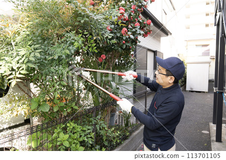 Landscape worker cutting the garden tree Landscape worker cutting the garden tree 113701105