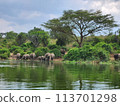 A group of elephants is drinking water from a lake. There are some of them. The background has green vegetation and a blue sky 113701298