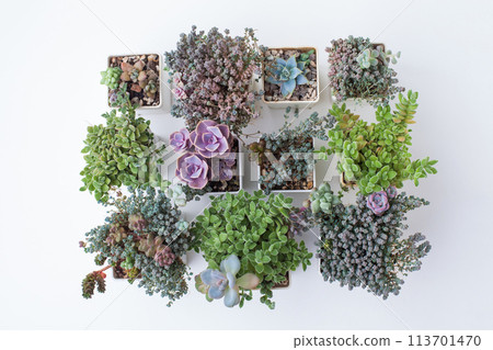 Set of succulent flowers. Sedum, crassula and echeveria plant, top view Set of succulent flowers. Sedum, crassula and echeveria plant, top view 113701470