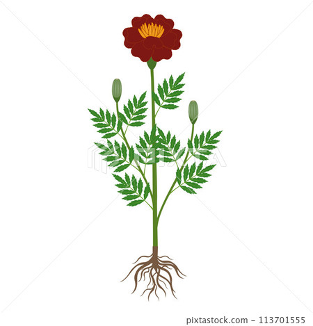 Marigold plant with roots on a white background. Marigold plant with roots on a white background. 113701555
