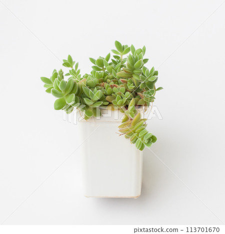 Crassula lanuginosa var. pachystemon Succulent in white plastic pot on white background 113701670