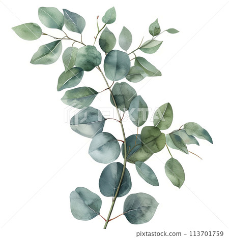 Charming illustration of a eucalyptus branch in vintage watercolor style, perfect for creating rustic invitations, wall art, and botanical-themed decor. 113701759