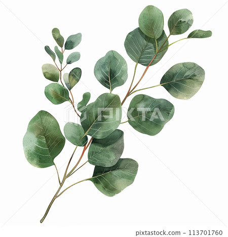 Elegant vintage watercolor depiction of a eucalyptus branch, ideal for adding a timeless touch to stationery, posters, and decorative art prints. Elegant vintage watercolor depiction of a eucalyptus branch, ideal for adding a timeless touch to stationery, posters, and decorative art prints. 113701760
