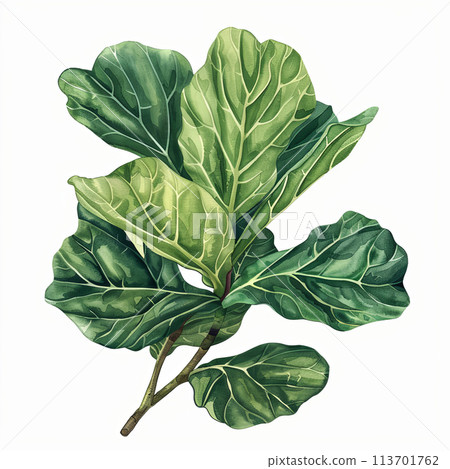 Elegant vintage watercolor depiction of a Fiddle Leaf Fig, ideal for adding a touch of sophistication to stationery, posters, and decorative art prints. 113701762
