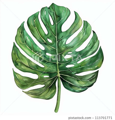 Elegant vintage watercolor depiction of a Monstera leaf, ideal for adding a touch of tropical nostalgia to stationery, posters, and decorative art prints. 113701771