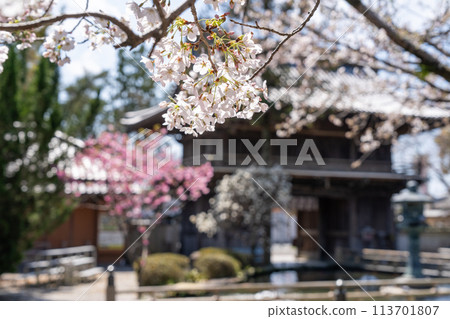 [No. 1 Fudasho] Cherry Blossoms at Ryozenji Temple [Shikoku 88 Temples] 113701807