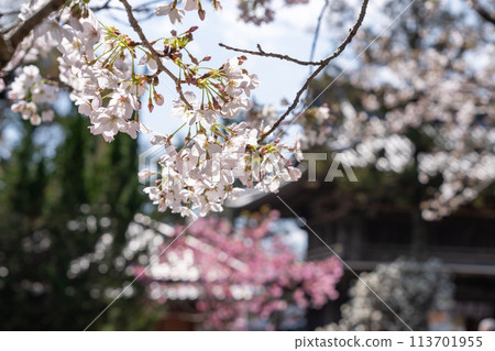 [No.1 Fudasho]靈山寺的櫻花[四國88寺院] 113701955