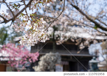 [No. 1 Fudasho] Cherry Blossoms at Ryozenji Temple [Shikoku 88 Temples] 113701958