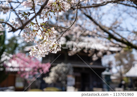 [No. 1 Fudasho] Cherry Blossoms at Ryozenji Temple [Shikoku 88 Temples] 113701960
