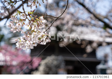 [No.1 Fudasho]靈山寺的櫻花[四國88寺院] 113701961