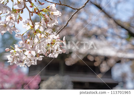 [No.1 Fudasho]靈山寺的櫻花[四國88寺院] 113701965