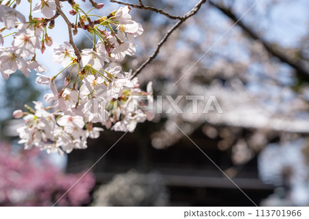 [No.1 Fudasho]靈山寺的櫻花[四國88寺院] 113701966