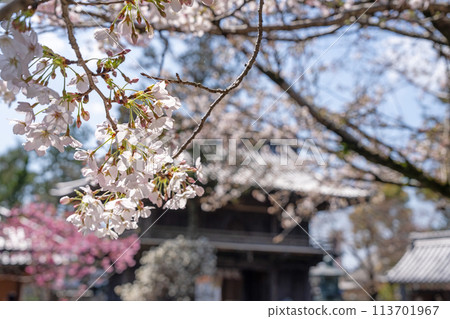 [No.1 Fudasho]靈山寺的櫻花[四國88寺院] 113701967