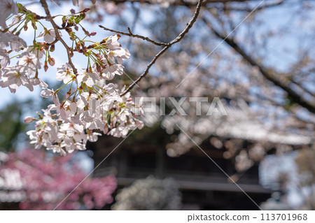 [No. 1 Fudasho] Cherry Blossoms at Ryozenji Temple [Shikoku 88 Temples] 113701968