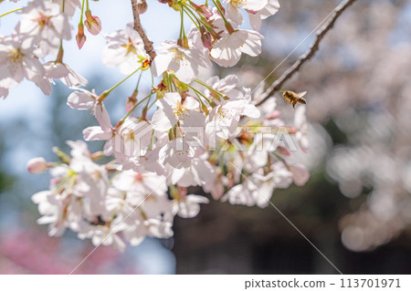 [No. 1 Fudasho] Cherry Blossoms at Ryozenji Temple [Shikoku 88 Temples] 113701971