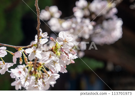 [No. 1 Fudasho] Cherry Blossoms at Ryozenji Temple [Shikoku 88 Temples] 113701973