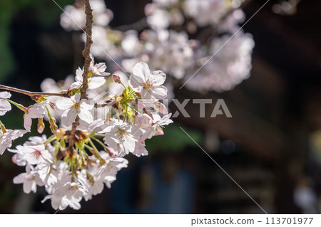 [No. 1 Fudasho] Cherry Blossoms at Ryozenji Temple [Shikoku 88 Temples] 113701977