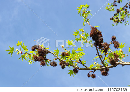 Closeup of branch of the American sweetgum tree Closeup of branch of the American sweetgum tree 113702189