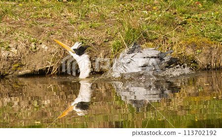 Heron grey in the water close to lake shore. 113702192