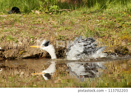 Heron grey in the water close to lake shore. 113702203