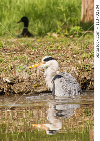 Heron grey in the water close to lake shore. 113702204
