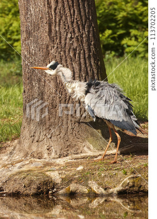 Heron grey on lake shore clening its feathers. Heron grey on lake shore clening its feathers. 113702205