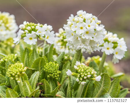 White flower Primula denticulata (drumstick primrose) in spring garden 113702327
