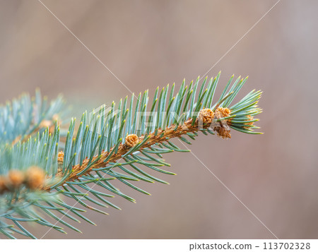 Closeup of fir branches with young buds. Spring nature concept. Fir branches with fresh shoots 113702328