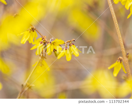 Forsythia. Blooming forsythia bush. Yellow flower on a branch of forsythia. 113702344