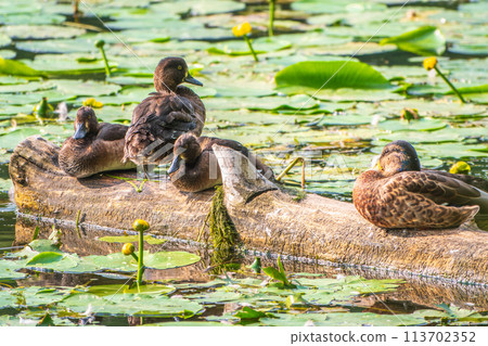 A group of tufted ducks and mallard duck in the wild 113702352