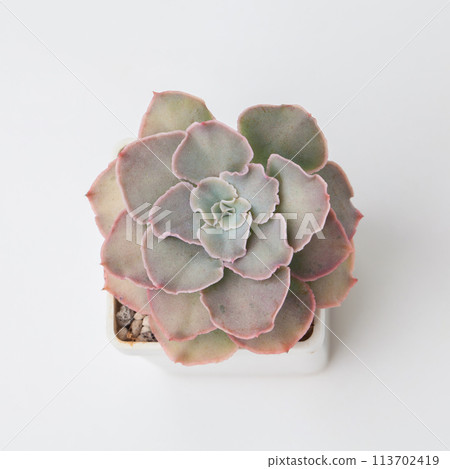 Succulent Echeveria Gotosleep flower houseplant top view 113702419