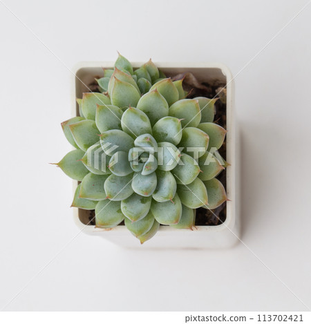 Succulent Echeveria mexensis Zaragosa houseplant top view Succulent Echeveria mexensis Zaragosa houseplant top view 113702421