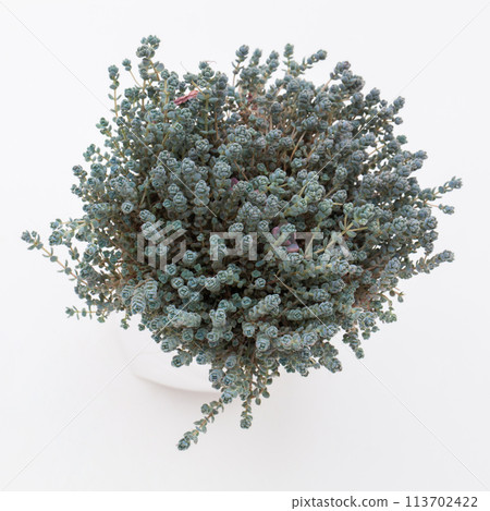 Flower arrangement of natural succulent Sedum Dasyphyllum minor on white background Flower arrangement of natural succulent Sedum Dasyphyllum minor on white background 113702422