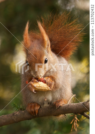 Red squirrel sitting in the tree in sunny spring day. 113702432