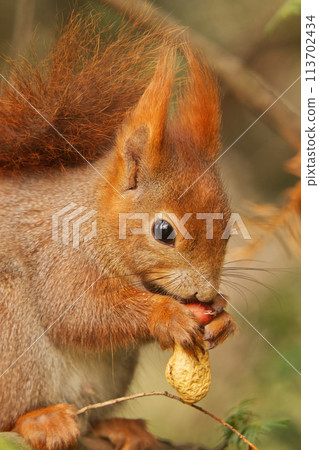 Closeup of red squirrel sitting on the branch and eating nut. 113702434
