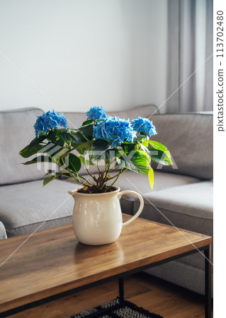 Ceramic pot with blue hydrangea flowers bouquet on coffee table with blurred background of modern cozy light living room with gray couch sofa. Open space home interior biophilia design. Copy space Ceramic pot with blue hydrangea flowers bouquet on coffee table with blurred background of modern cozy light living room with gray couch sofa. Open space home interior biophilia design. Copy space 113702480
