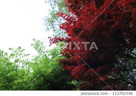 Red and green autumn leaves Red and green autumn leaves 113702546