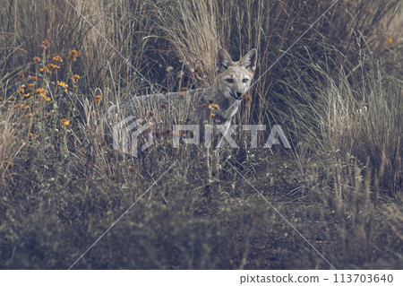 Pampas Grey fox in Pampas grass environment, La Pampa province, Patagonia, Argentina. 113703640