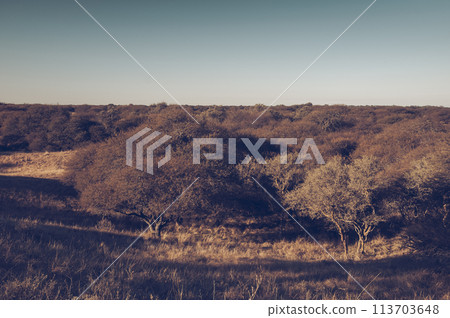 Pampas grass landscape, La Pampa province, Patagonia, Argentina. 113703648