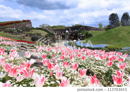 [Kagawa Prefecture] Autumn at Sanuki Manno National Park (Shoryu Falls and tulip fields) 113703653
