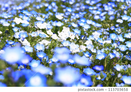 [香川縣]春天贊岐萬王公園（Nemophila） 113703658