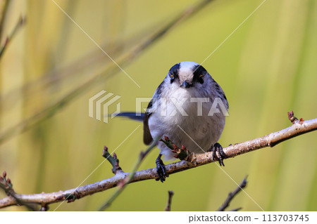Long-tailed long-tailed small white bird popular for its cute gestures 113703745