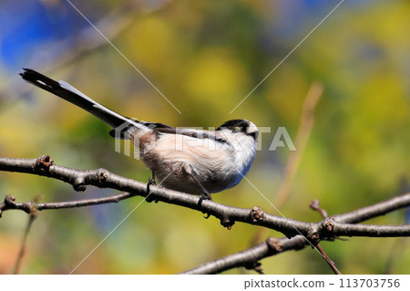 Long-tailed long-tailed small white bird popular for its cute gestures Long-tailed long-tailed small white bird popular for its cute gestures 113703756
