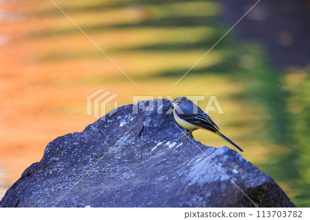 一隻美麗的鳥，灰色的鶺鴒，警惕性很高，喜歡在水邊，身上披著亮麗的檸檬黃。 113703782